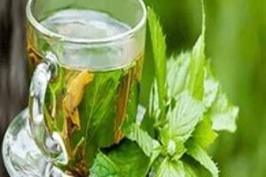 scent leaf tea